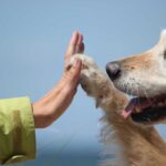 Día Mundial de la Prevención del Suicidio: Agradecer a todos los peludos que salvan vidas
